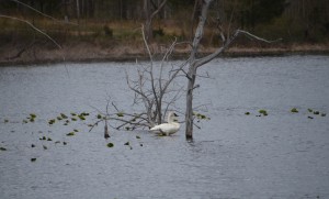 Portman Nature Preserve Swan Mud Lake