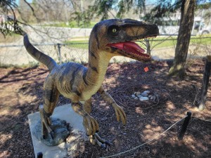 WMU Dinosaur Park Velociraptor