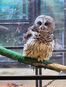 Blandford Nature Center Barred Owl Wildlife Ambassador