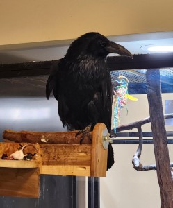 Blandford Nature Center Raven Wildlife Ambassador