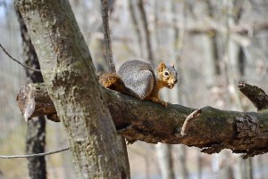 Blandford Nature Center Squirrel 2024
