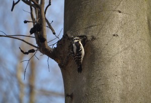 Blandford Nature Center Woodpecker East Loop Trail