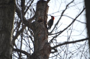 Blandford nature Center Red Bellied Woodpecker