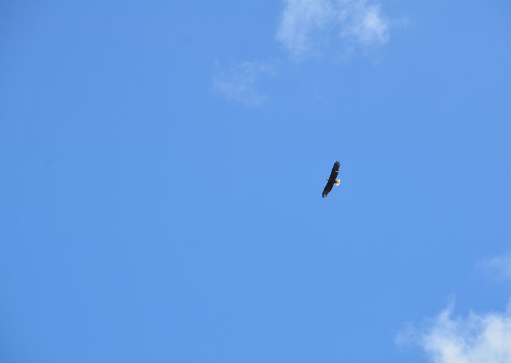 Hofma Preserve Grand Haven Bald Eagle