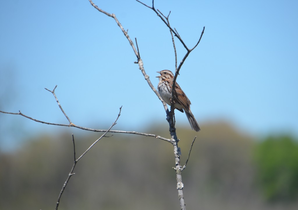 Hofma Preserve Grand Haven Sparrow