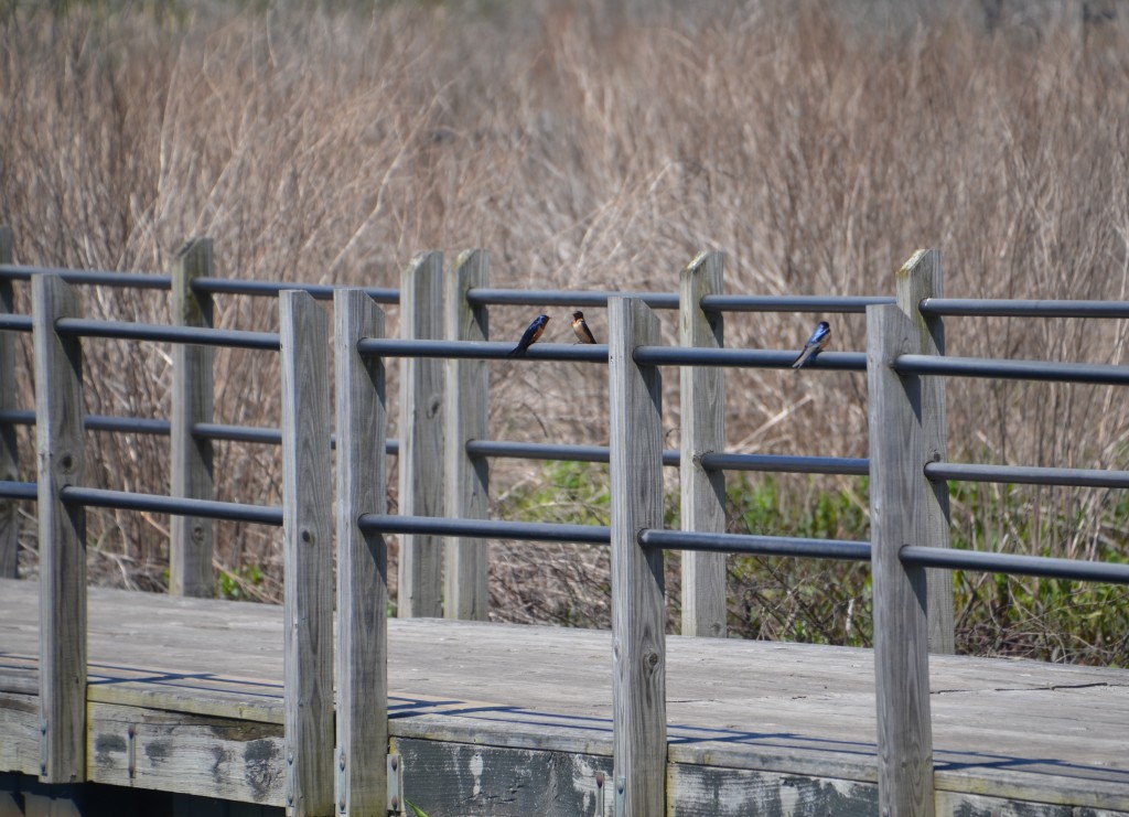Hofma Preserve Grand Haven Swallows on Rails