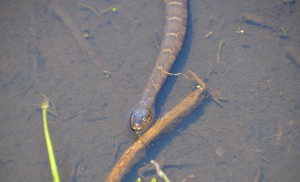Hofma Preserve Grand Haven Water Snake