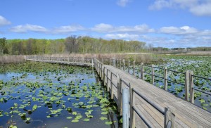 Hofma Preserve Lilypads Bridge Wetlands Grand Haven