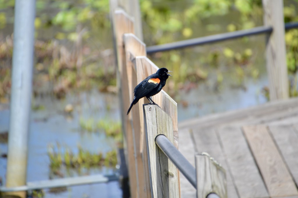 Hofma Preserve Red Winged Blackbird