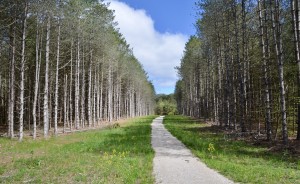 Hofma Preserve Rows of Trees Trail Grand Haven