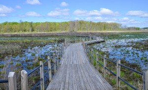 Hofma Preserve Wetlands Bridge Grand Haven MI