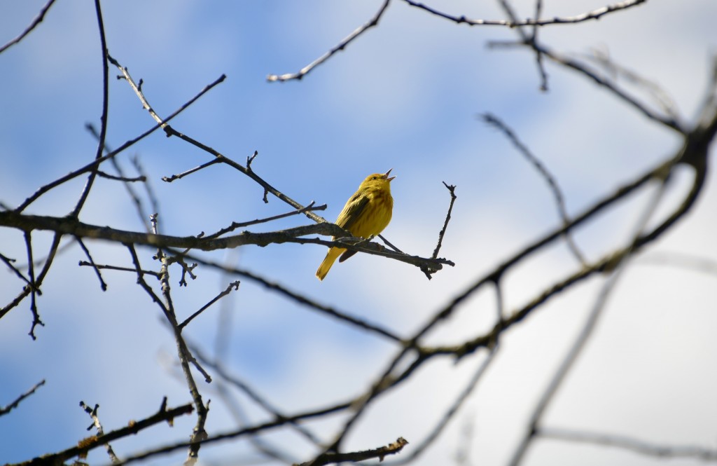 Hofma Preserve Yellow Warbler Grand Haven