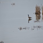 Muskegon Lake Nature Preserve Canada Goose