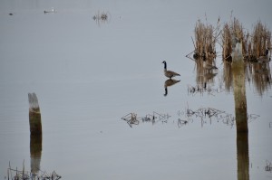 Muskegon Lake Nature Preserve Canada Goose