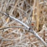 Muskegon Lake Nature Preserve House Finch