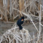 Muskegon Lake Nature Preserve Red Winged Blackbird