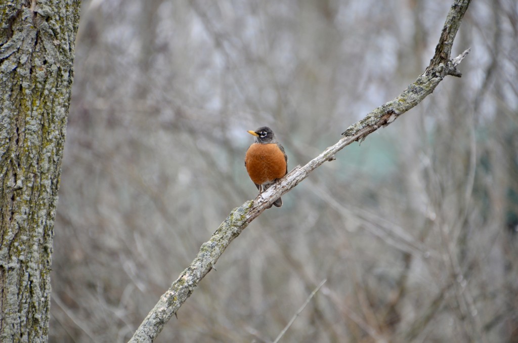 Muskegon Lake Nature Preserve Robin