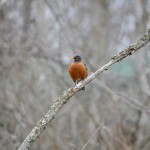Muskegon Lake Nature Preserve Robin