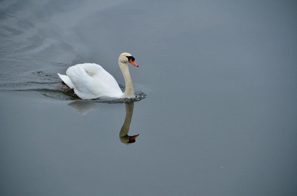 Muskegon Lake Nature Preserve Swan Lake