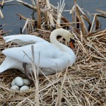 Michigan Wildlife Watching: Birds and Beautiful Trails at Muskegon Lake Nature Preserve