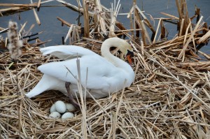 Muskegon Lake Nature Preserve Swan Nest