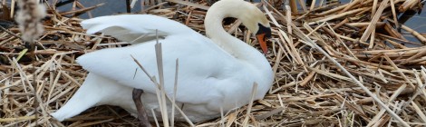 Michigan Wildlife Watching: Birds and Beautiful Trails at Muskegon Lake Nature Preserve