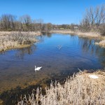 Muskegon Lake Nature Preserve Swan Swimming