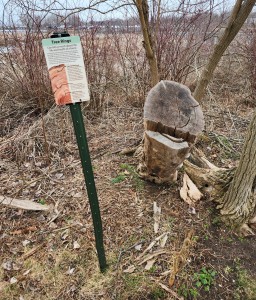 Muskegon Lake Nature Preserve Tree Rings Info Sign
