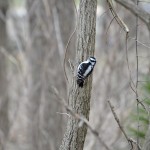 Muskegon Lake Nature Preserve Woodpecker