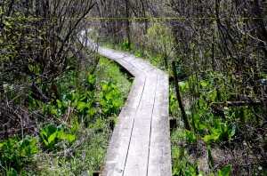 Sarett Nature Center Boardwalk Trail Berrien County MI