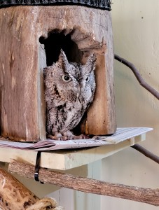Sarett nature Center Eastern Screech Owl
