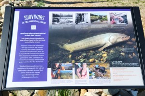 Indian River Sturgeon Information Sign 1