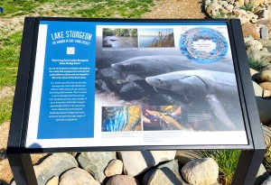 Indian River Sturgeon Sculpture Michigan Information Sign