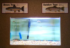 Oden State Fish Hatchery Visitors Center Fish Tanks