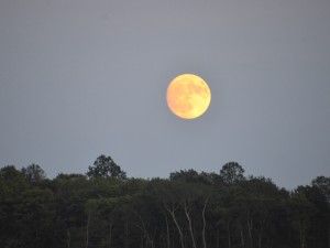 Petoskey Sunset Cruise Buck Moon Over Trees