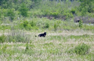 Sturgeon River Sloughs Black Bear Cub 2024 Baraga