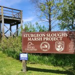 Michigan Wildlife Watching: Sturgeon River Sloughs Wildlife Area