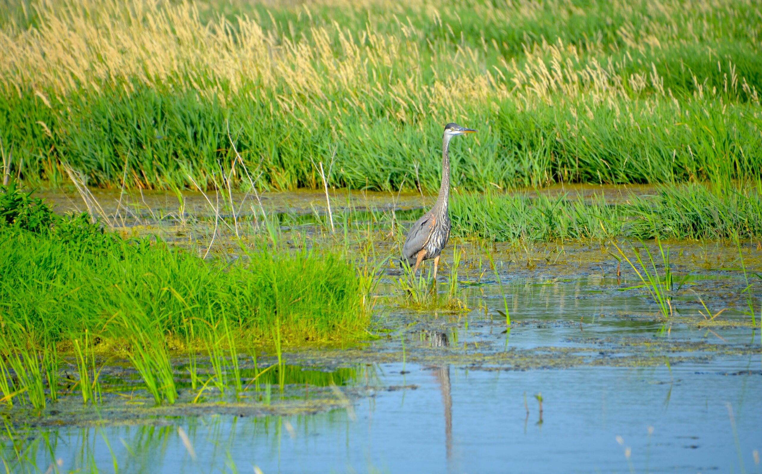 Some of Michigan's Best Birdwatching Happens at the Shiawassee National Wildlife Refuge