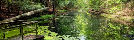 Michigan Trail Tuesday: Visit the Beautiful Trails at Clear Springs Nature Preserve in Muskegon County
