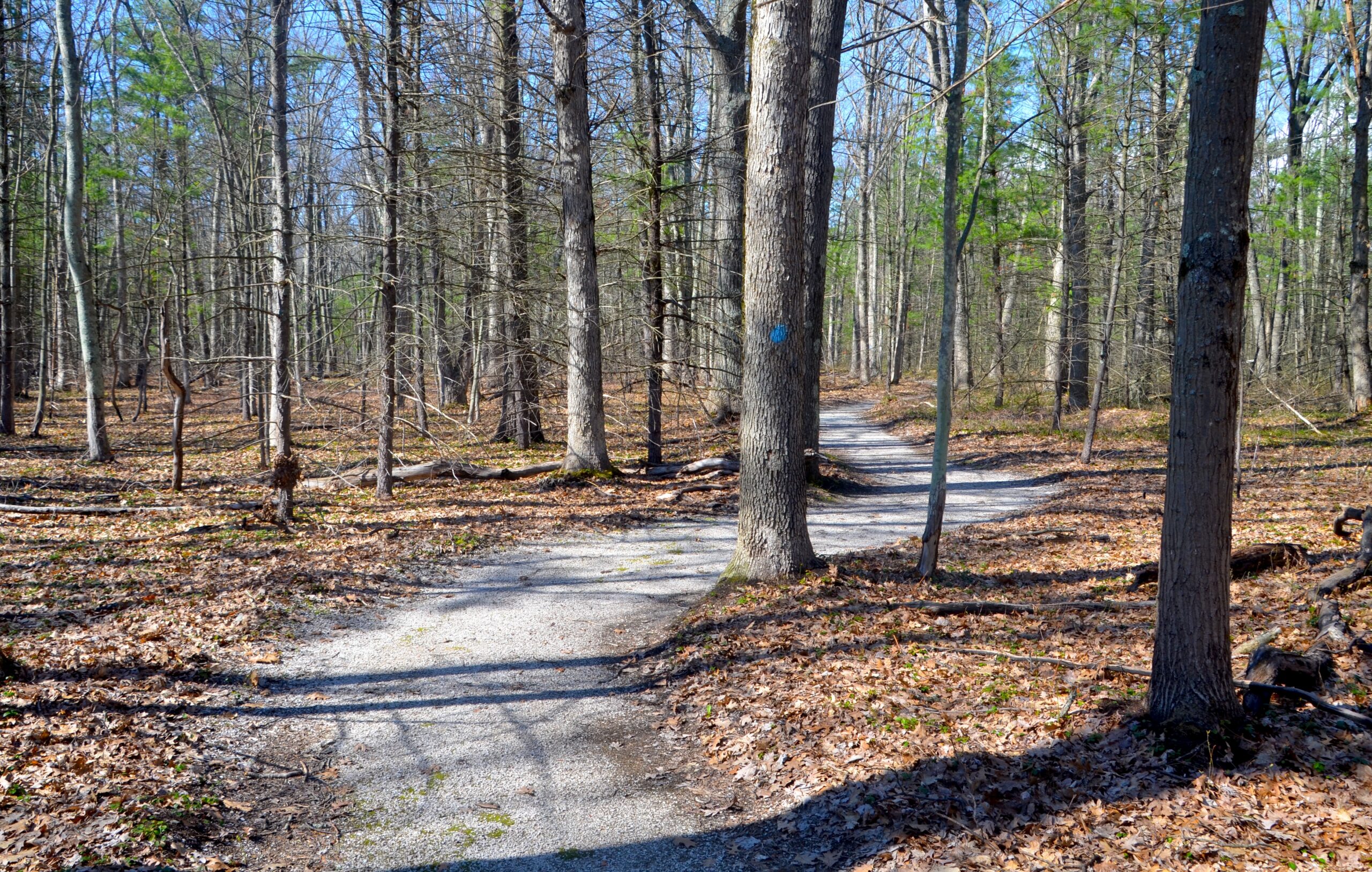 Michigan Trail Tuesday: Anderson Woods Nature Preserve, Whitehall