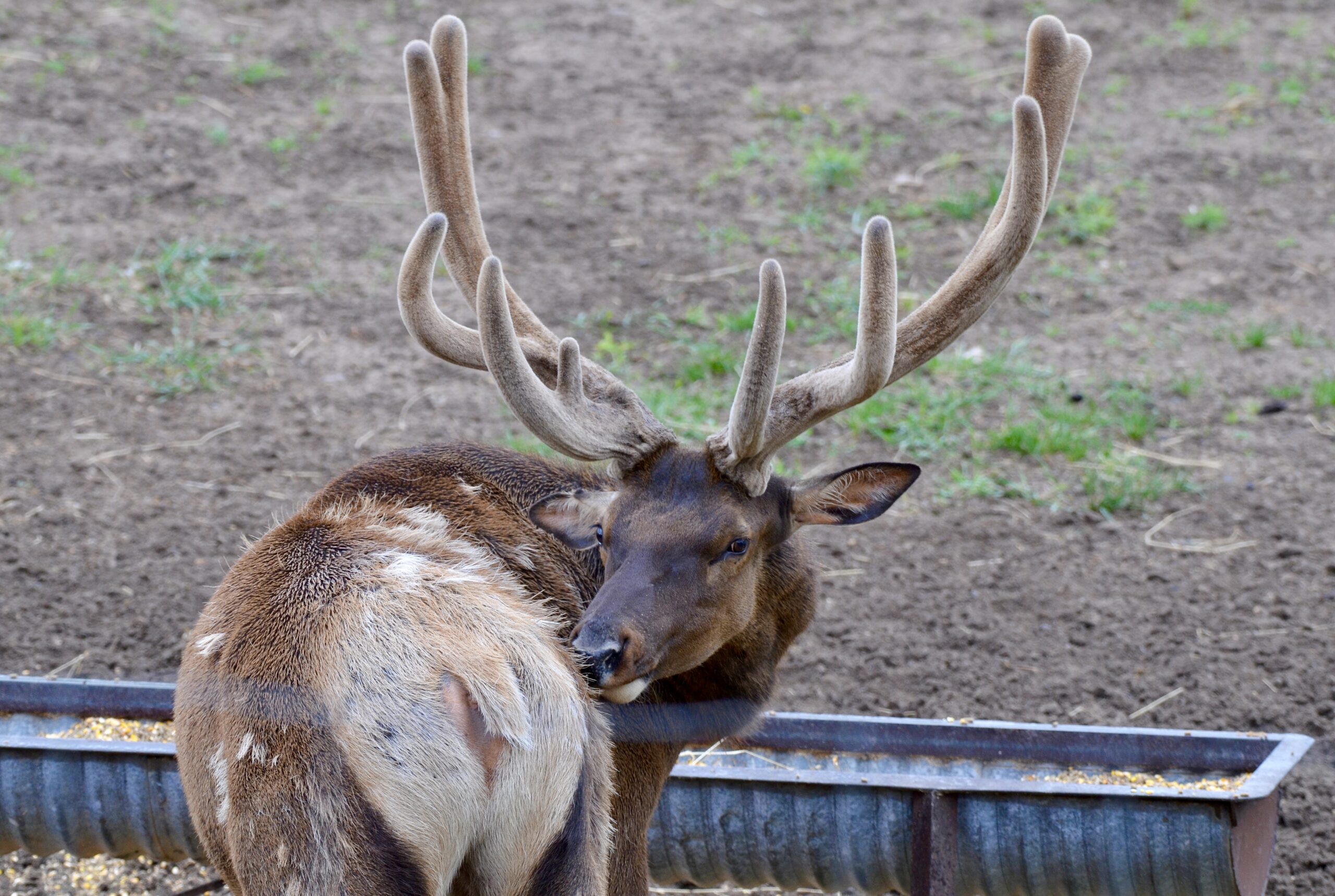 Improvements at Gaylord Elk View Park Make Wildlife Watching Even Easier
