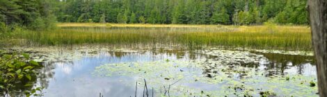 Michigan Trail Tuesday: Pintail Pond Trail (Rifle River State Recreation Area)