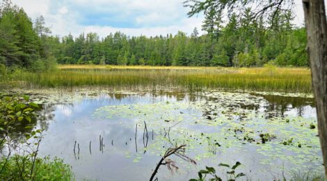 Michigan Trail Tuesday: Pintail Pond Trail (Rifle River State Recreation Area)